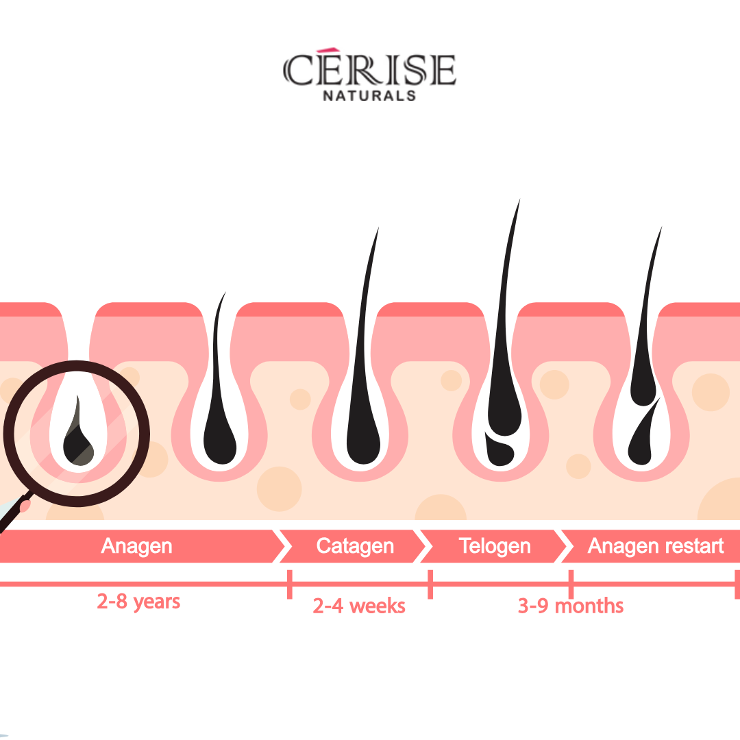 The Journey of a Single Hair Strand: From Root to Crown (and How a Serum Can Transform It)