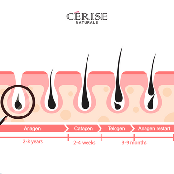 The Journey of a Single Hair Strand: From Root to Crown (and How a Serum Can Transform It)